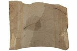 Fossil Leaf (Betula) - McAbee Fossil Beds, BC #220696-1